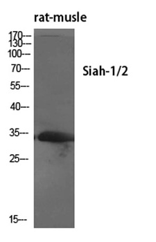 Siah-1/2 rabbit pAb