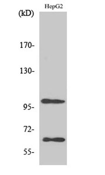 SIRP-α1 rabbit pAb