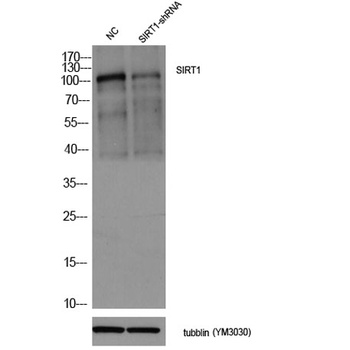 SIRT1 antibody