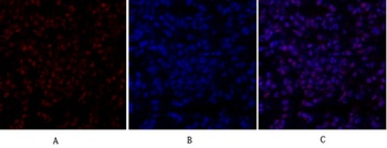 SIRT1 rabbit pAb Antibody