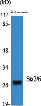 Six3/6 antibody