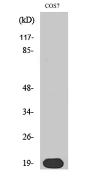 Skp1 p19 antibody