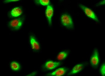 Skp2 p45 antibody