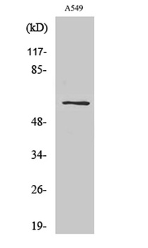 SLC43A1 antibody