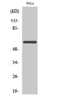 Smad1/5/9 antibody