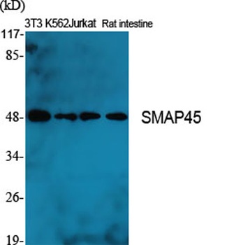 SMAP45 antibody