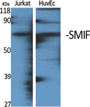 SMIF antibody