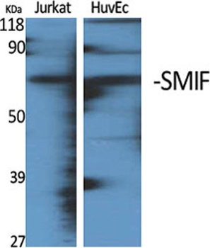 SMIF rabbit pAb