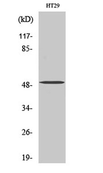 SMYD2 antibody