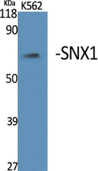SNX1 rabbit pAb
