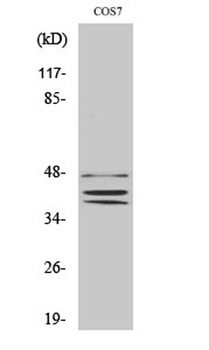 Sox-8/9/17/18 antibody