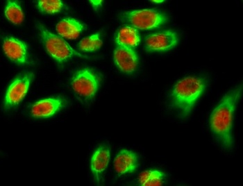 Sox-9 antibody