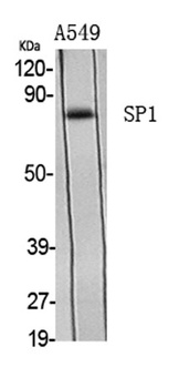 Sp1 rabbit pAb