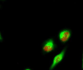 Spindlin-1 rabbit pAb