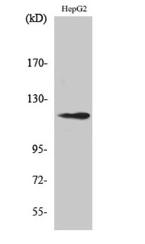 SPT16 antibody