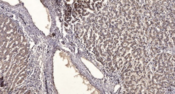 SR-1F rabbit pAb Antibody