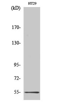 SR-3A antibody