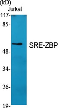 SRE-ZBP antibody