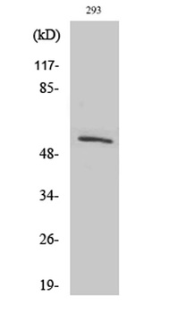 SRp75 antibody