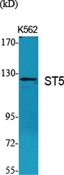 ST5 rabbit pAb