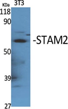 STAM2 rabbit pAb