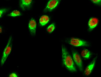 Stat1 antibody