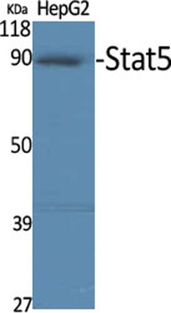 Stat5 antibody