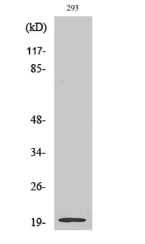 Stathmin-3 antibody