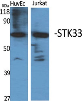 STK33 rabbit pAb