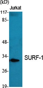 SURF-1 antibody