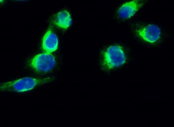 Synapsin I antibody