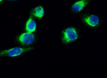 Synapsin I rabbit pAb