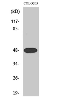 Synaptotagmin XI rabbit pAb