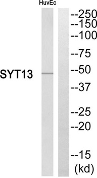 Synaptotagmin XIII rabbit pAb Antibody