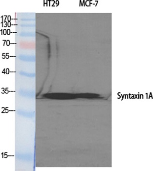 Syntaxin 1 antibody