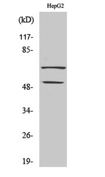 SYT antibody