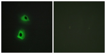 T3JAM rabbit pAb Antibody