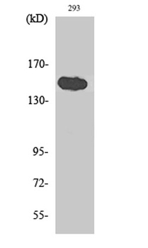 TAB182 antibody