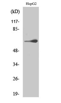 TESK2 antibody