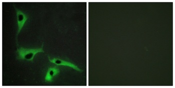 Tetraspanin-8 rabbit pAb Antibody