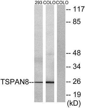 Tetraspanin-8 rabbit pAb Antibody