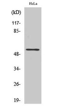 TFDP1 rabbit pAb