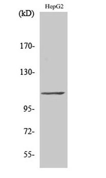 TFIIIC110 antibody