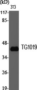 TG1019 rabbit pAb