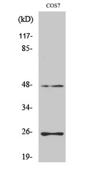 TGF Beta 3 antibody