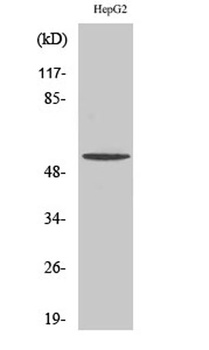 TMEM145 antibody
