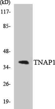 TNF-IP 1 rabbit pAb