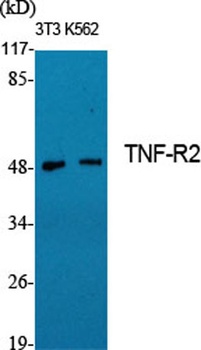 TNF-R2 rabbit pAb