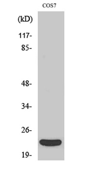 TNF-beta antibody