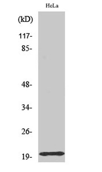 Tom20 rabbit pAb Antibody